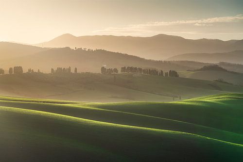 Cipressen en glooiende heuvels op het platteland van Lajatico, Toscane