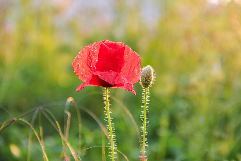 Poppy by Kees Korbee