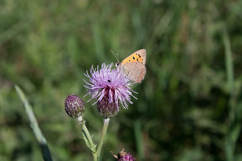 Small Fire Butterfly by Michel Zwart