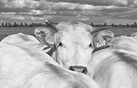 Portret koe in de wei van Ans Houben thumbnail