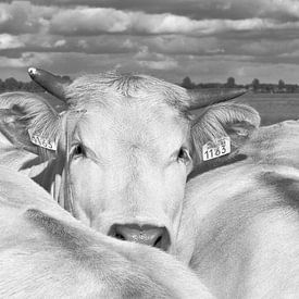 Cow in the whey by Ans Houben
