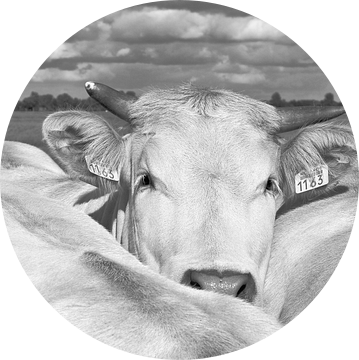 Portret koe in de wei van Ans Houben