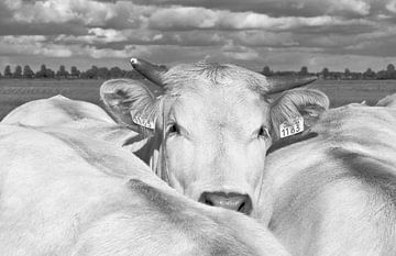 Portret koe in de wei van Ans Houben