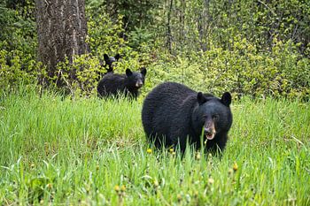 Black bears