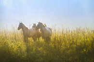 Wild horses by Jeroen Lagerwerf thumbnail