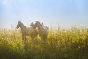 Wild horses van Jeroen Lagerwerf