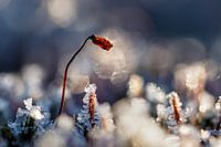 Glashaar-Haarmützenmoos