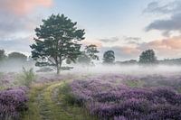 Heather in bloom with fog