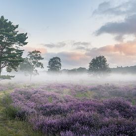 Heide in bloei met mist van Laak10 (Daryl Oeben)