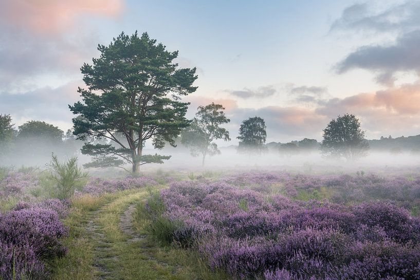 Heather in bloom with fog by Laak10 (Daryl Oeben)