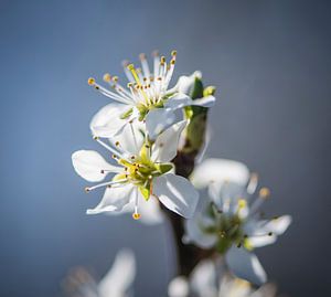 Spring Blossom