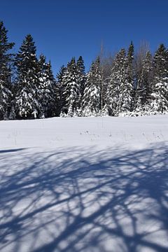 Schaduw op de sneeuw op een winterdag van Claude Laprise