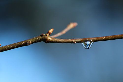 Druppel aan tak