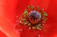 papaver bloem van Rolf Pötsch thumbnail