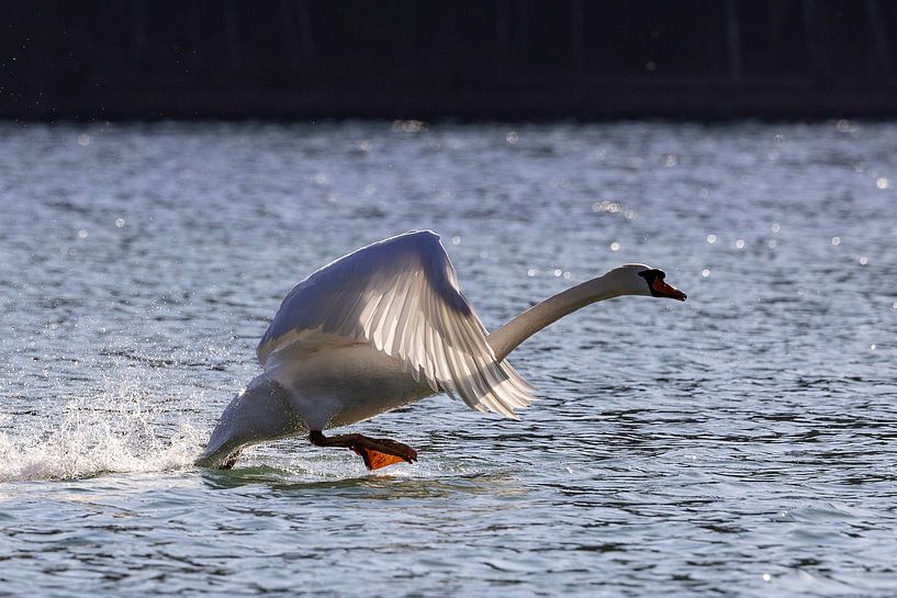 Launching swan by Andreas Müller