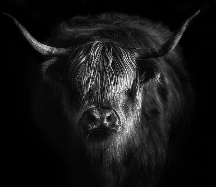 Scottish Highlander by Karel Ton