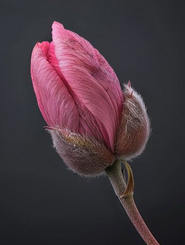 Zachtroze bloemknop