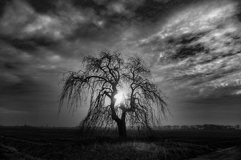 Unheimlicher Baum. von Pieter van Roijen