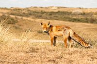 fox in the dunes