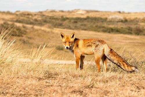 le renard dans les dunes
