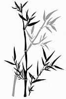 Bamboo