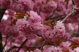 Japanische Zierkirsche, volle Blüte von Marjoo