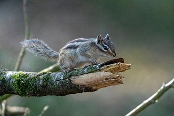 Das sibirische Eichhörnchen von Merijn Loch