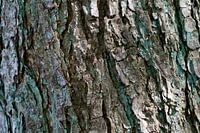 Bark of a tree