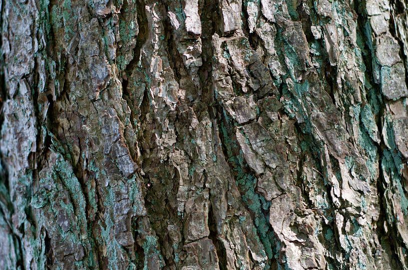 Rinde eines Baumes von Anita van Hengel