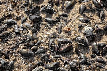 Mussels and shells in the sand 2 by Percy's fotografie