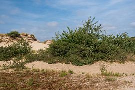 Dunes dans la magnifique réserve naturelle de Meijendal sur Mirjam Welleweerd
