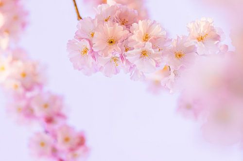 Kersenbloesem in Kassel