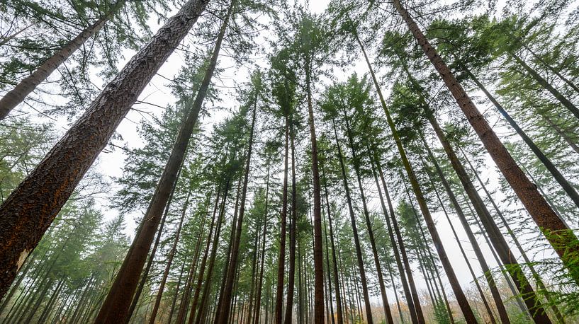 Dennenbomen in het bos tijdens een mistige dag van Sjoerd van der Wal Fotografie