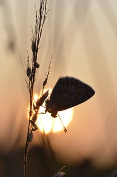 Icarusblauwtje zonsondergang