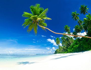 Maldives White beach and palm nature by FotoKonzepte
