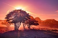 Matin violet