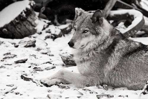 The beauty in profile is large imposingly. Gray wolf female in the snow, beautiful strong animal in 