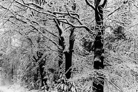 Knochen des Lichts IV von Sacred by Wendy – fine art fotografie