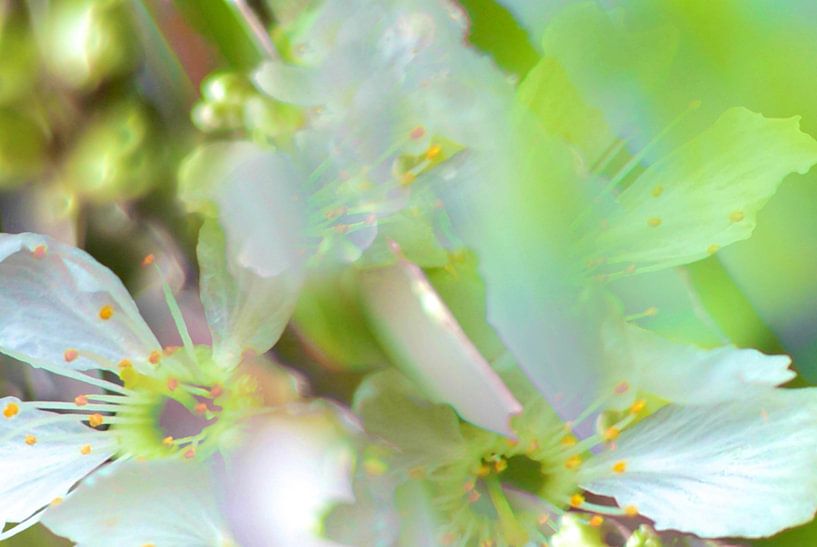 Lente bloemen  van Marianna Pobedimova