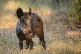 Wild zwijn sur Bernard Stam