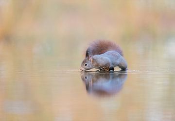 Squirrel by Larissa Rand