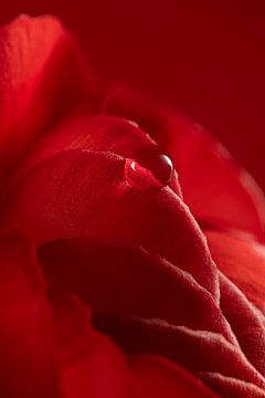 Calm red: A drop resting on a red petal by Marjolijn van den Berg