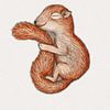Eichhörnchen im Winterschlaf von Bianca Wisseloo