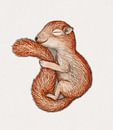 Squirrel in hibernation by Bianca Wisseloo thumbnail