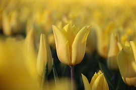 The yellow tulip by Sandy Kruf