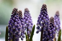 Close up of grape hyacinths