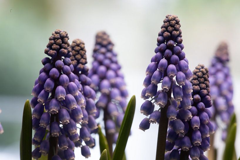Close up of grape hyacinths by Joachim Küster