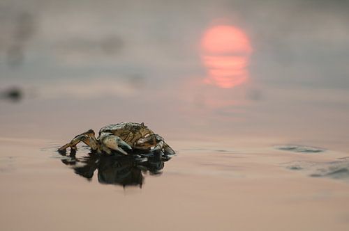 Krab