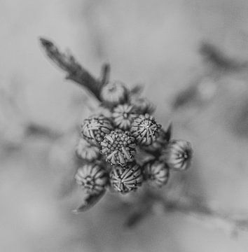 Photo noir et blanc en gros plan de fleurs en bouton sur Crystal Clear