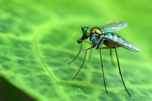 Schillernde, metallisch schimmernde Langbeinfliege auf einem grünen Blatt – Makroaufnahme